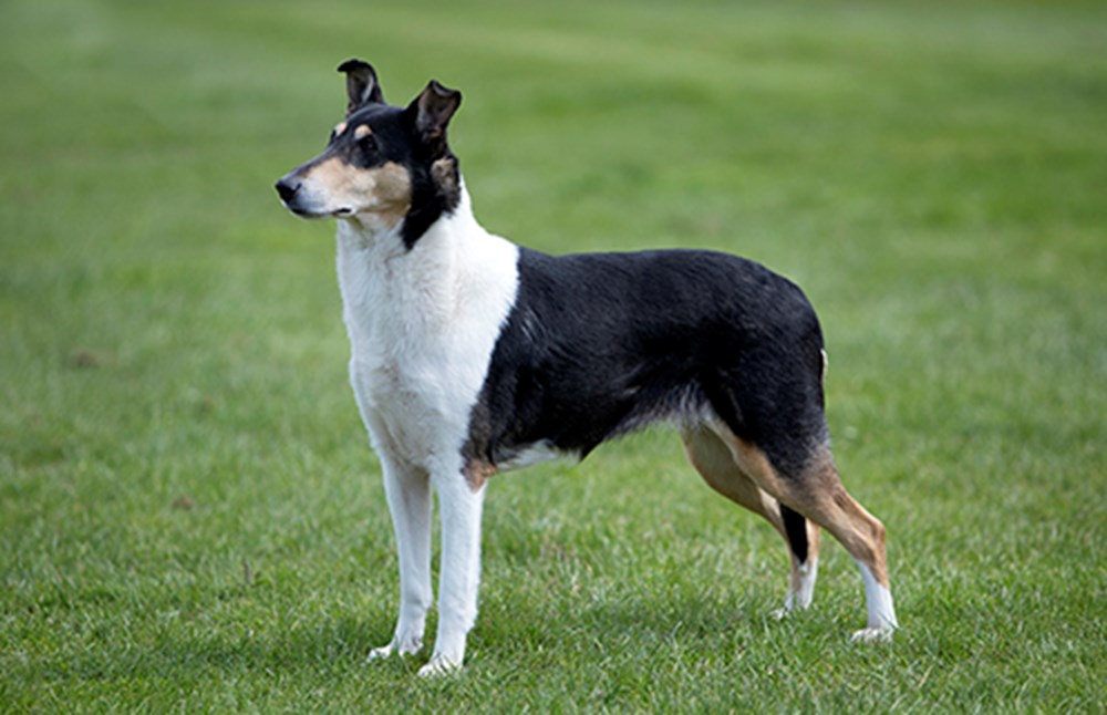 A Smooth Collie standing in a field